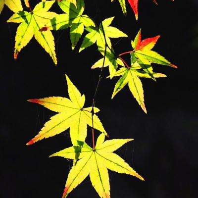 众神世界手游下载